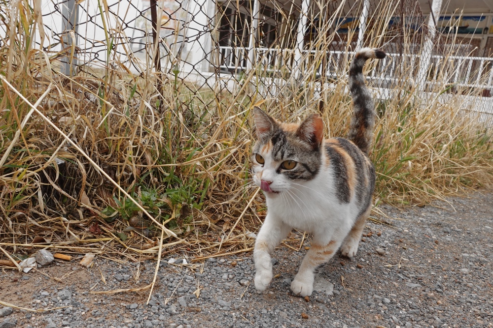 Sissi stray cats