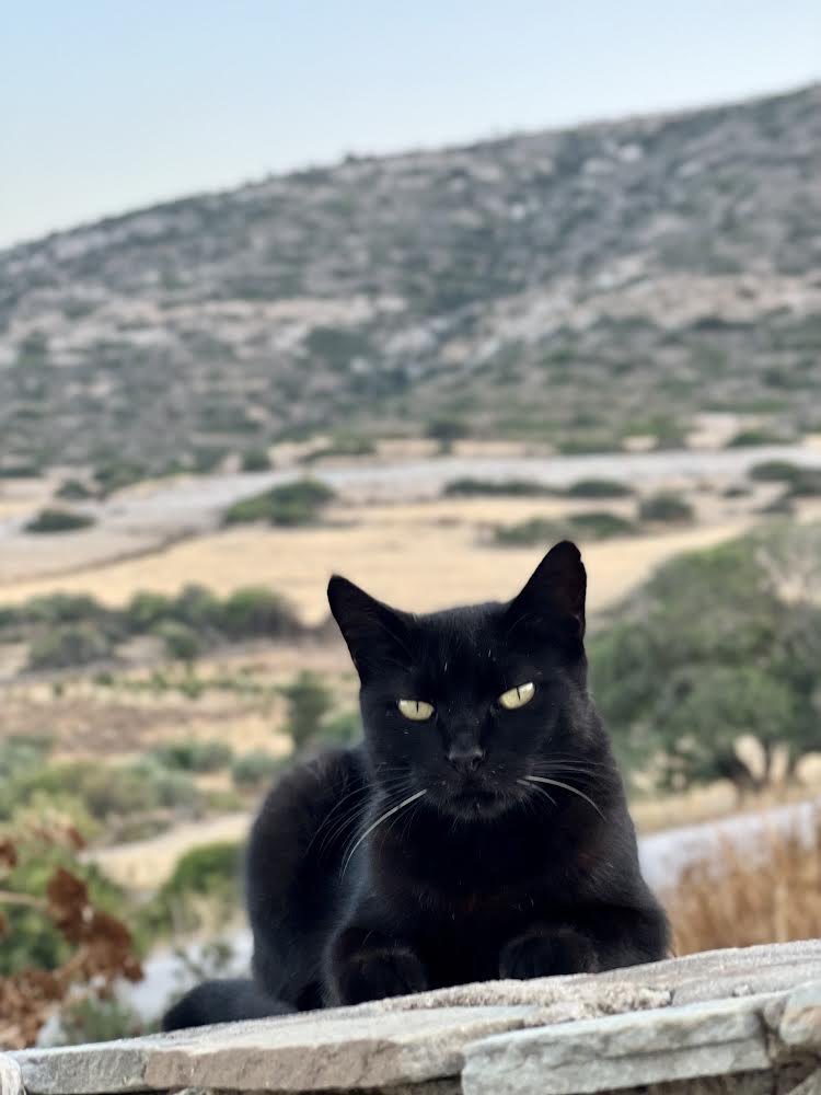 cats of Iraklia Athena