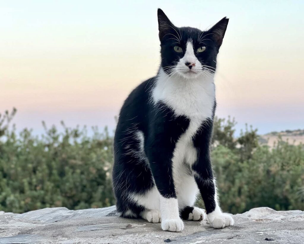 Caz the cat