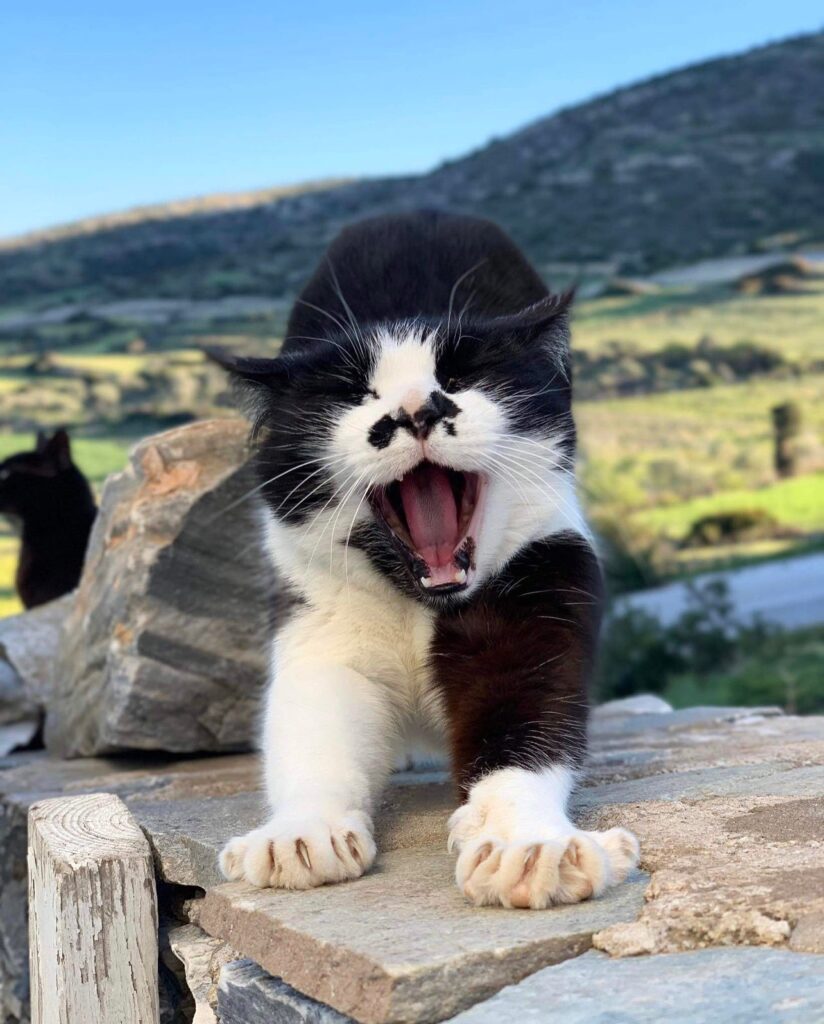 Charlie the cat