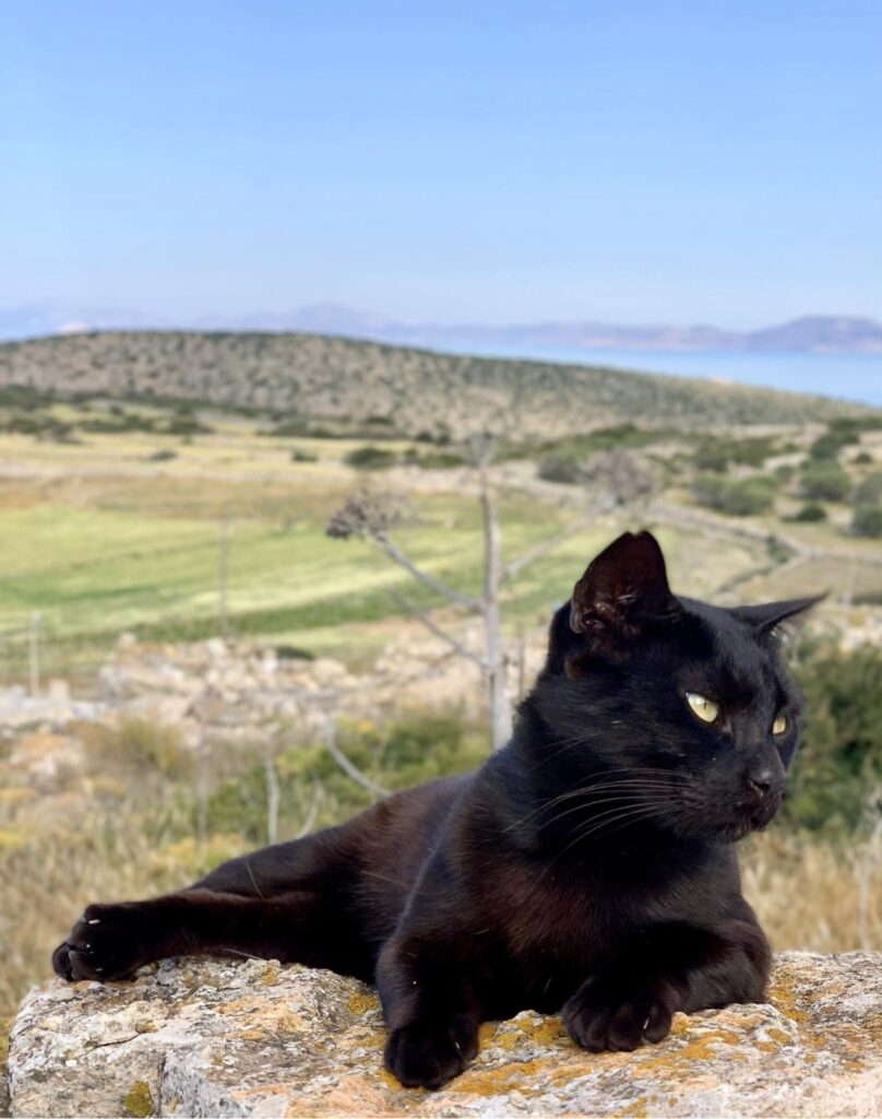 Easter the cat