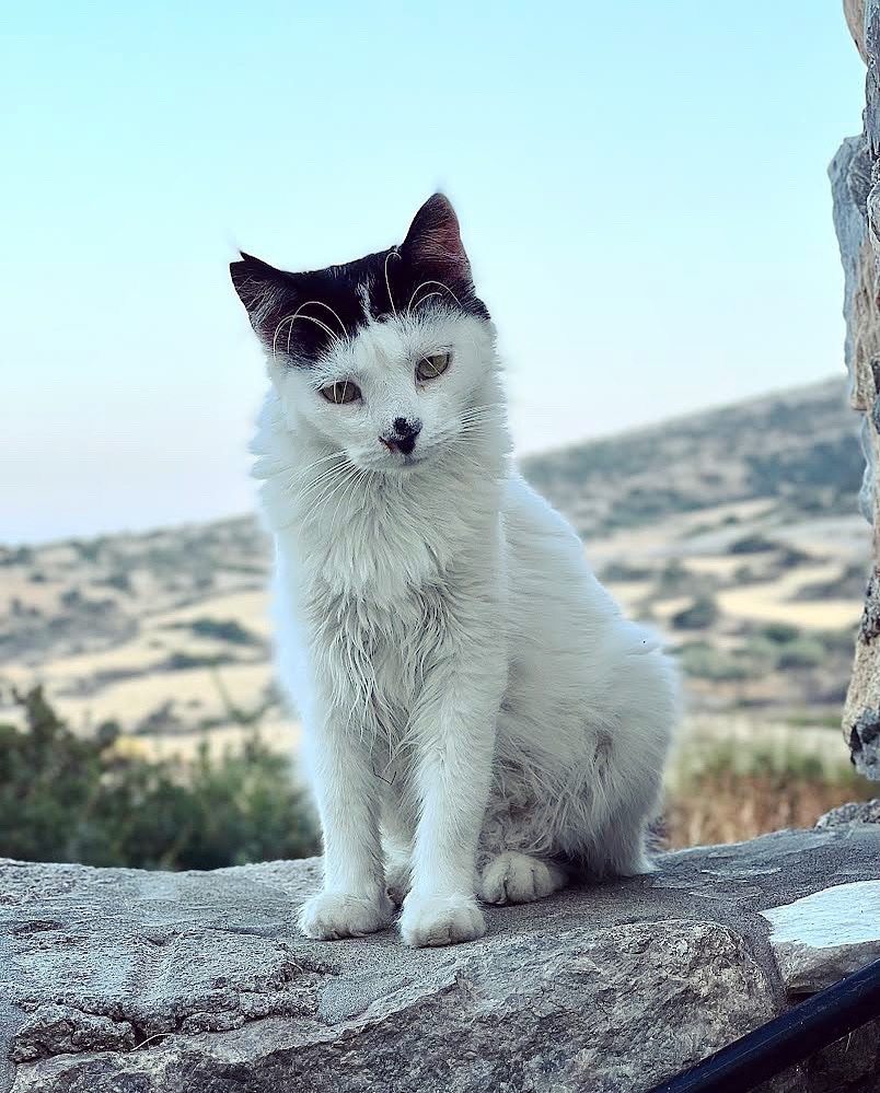 Hattie the cat