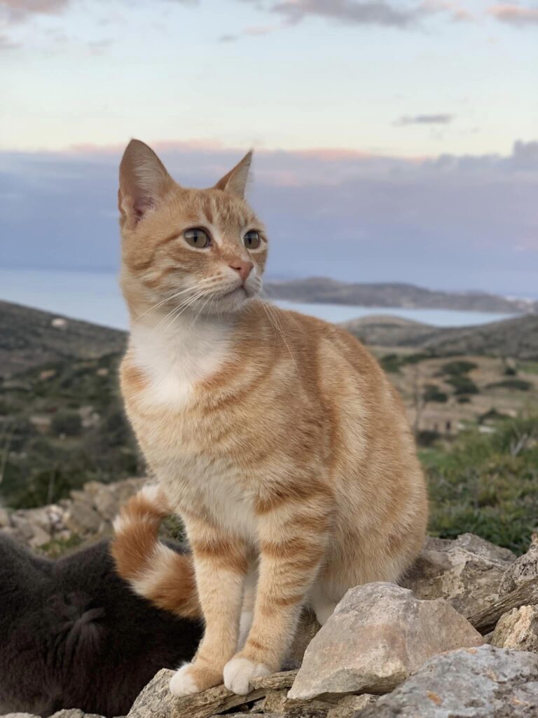 ginger cat on Iraklia in Greece