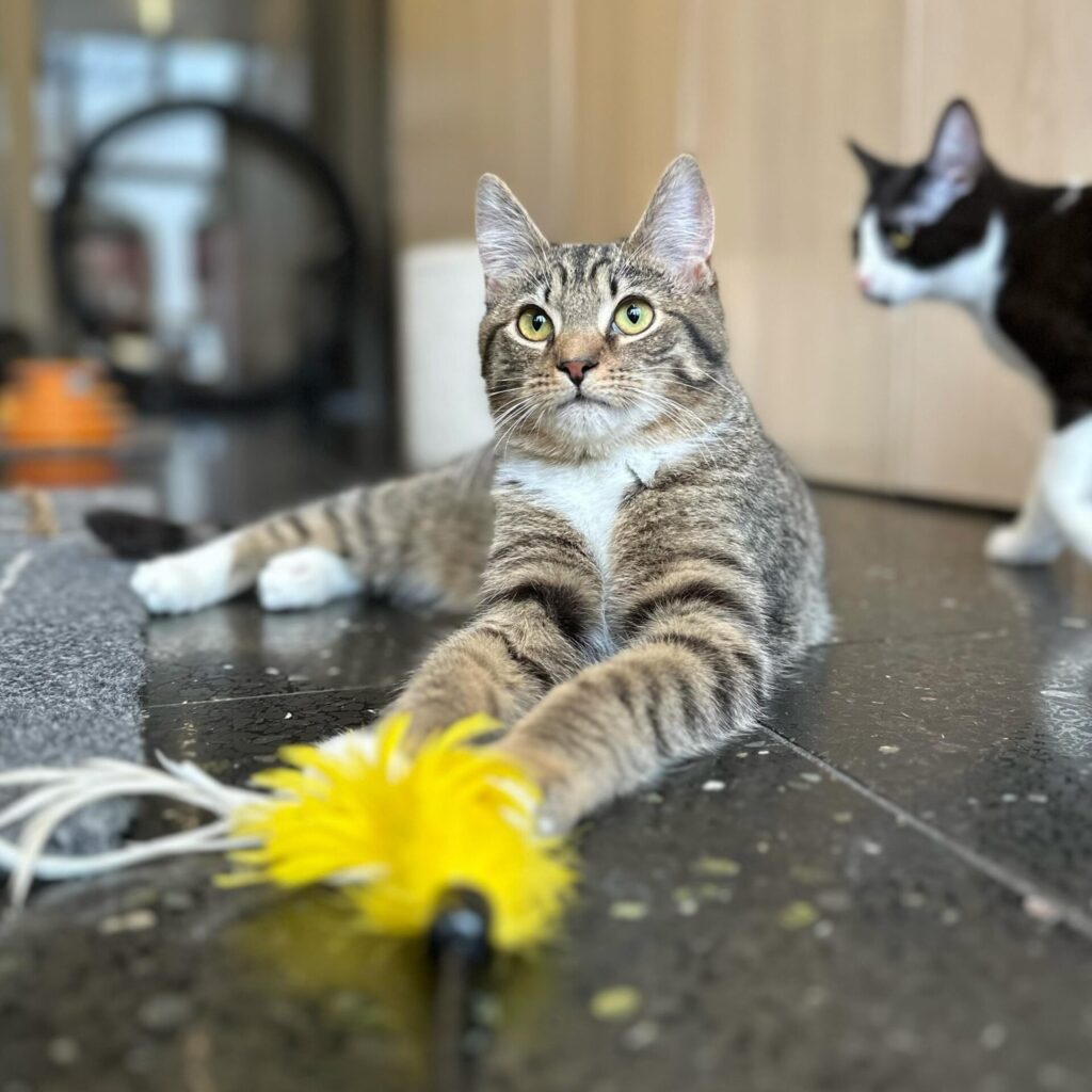 Buckminster's Cat Cafe