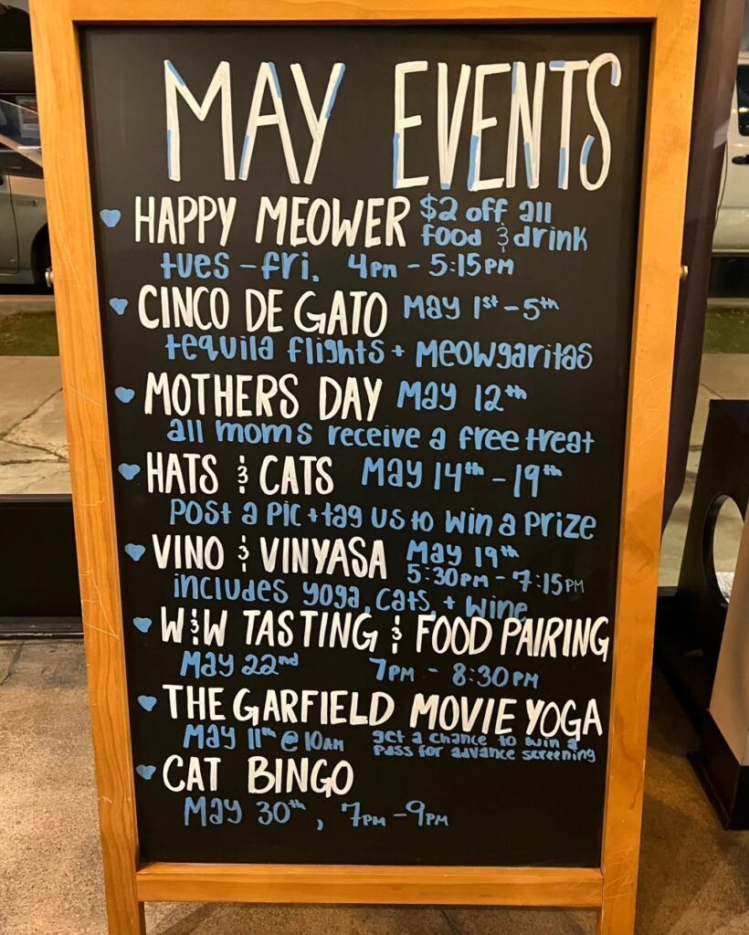 cat cafe activities