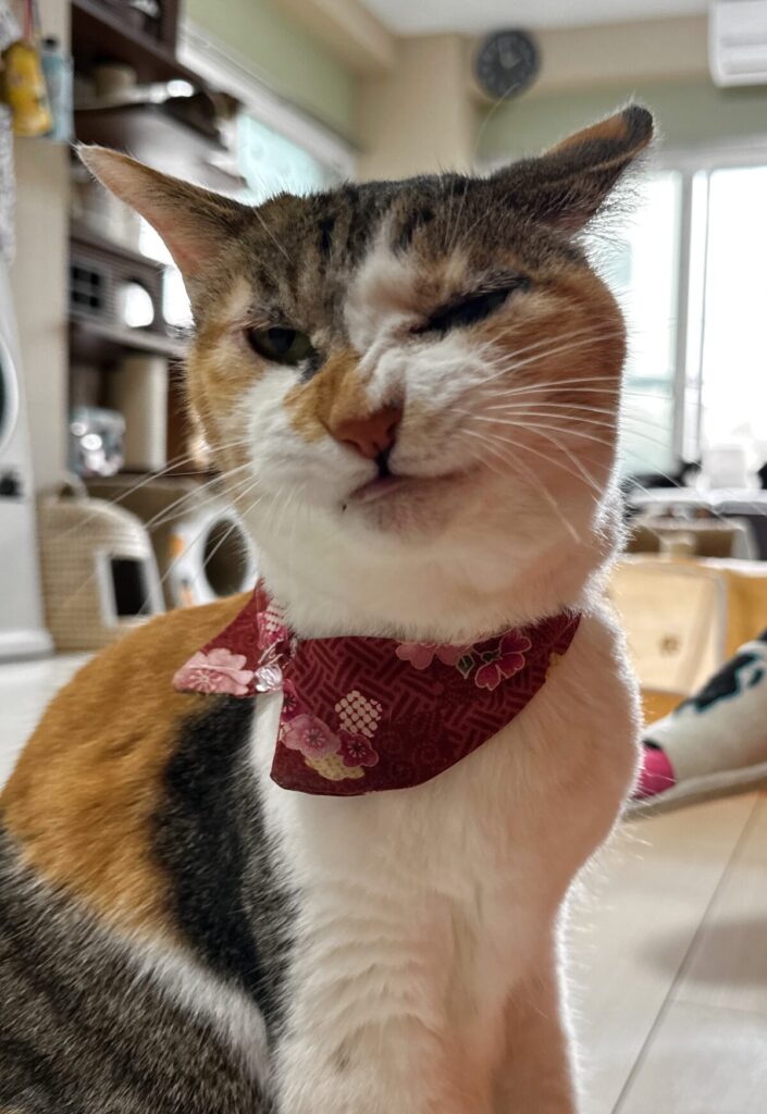 Asakusa Neko-en kitty