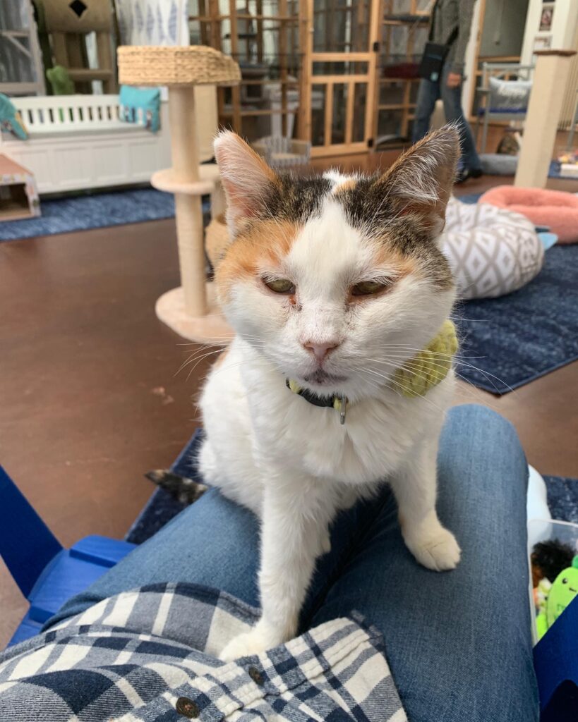 Cassie's Cats in Ventura