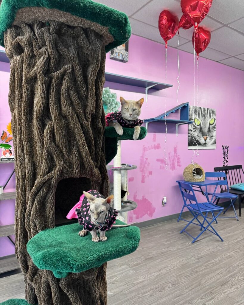 Cat Cafe Rescue