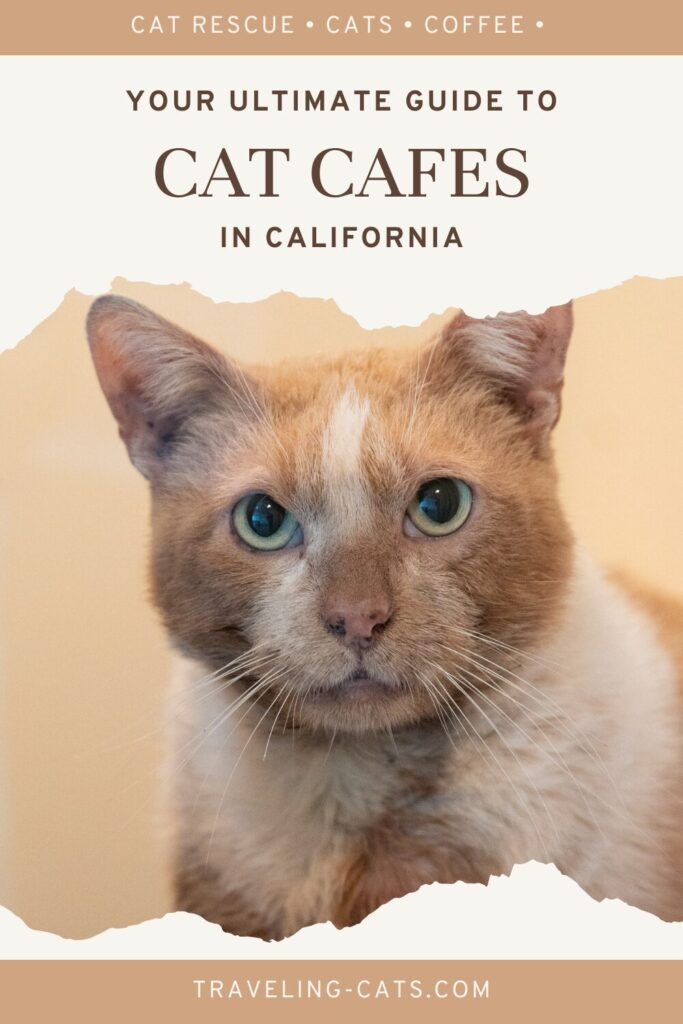 cat cafes in California