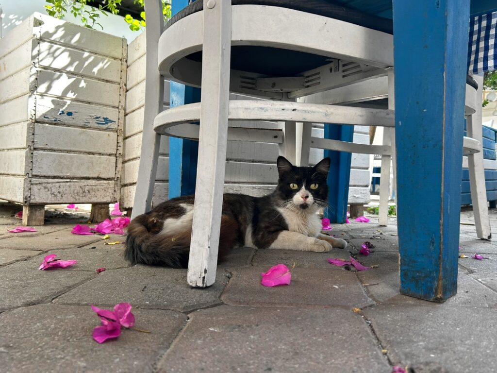 cat in Dalyan Turkey