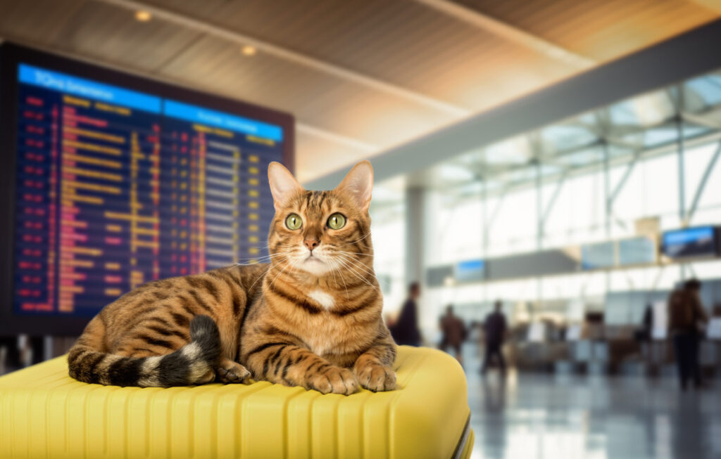 cat in an airport