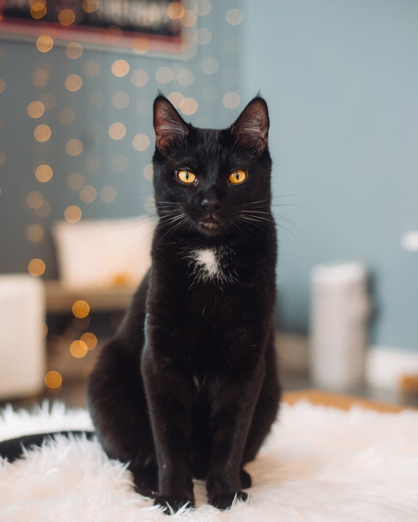Cat Therapy in Santa Barbara