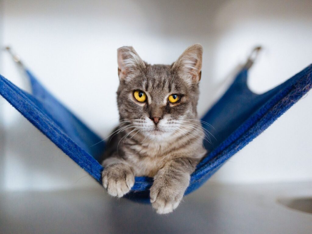 Cat Town in Oakland