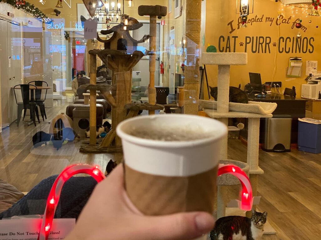 Catpurrccinos in Huntington