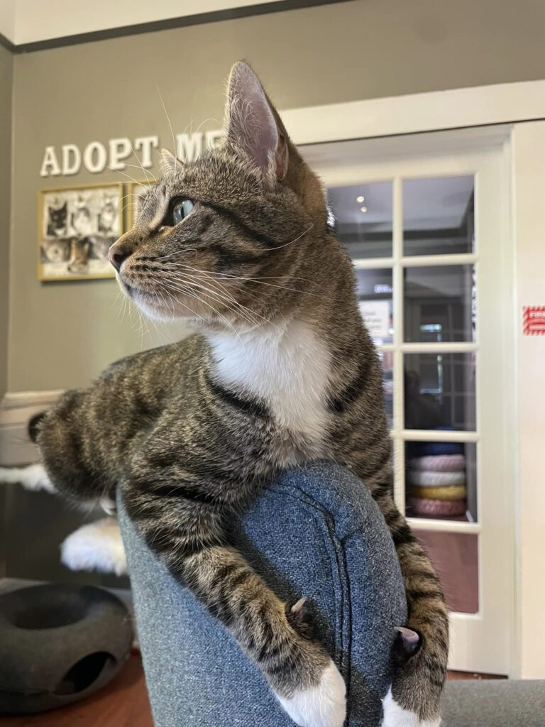 Chico Cat Cafe