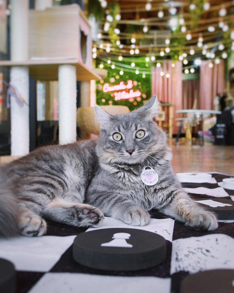 Crumbs & Whiskers in Los Angeles