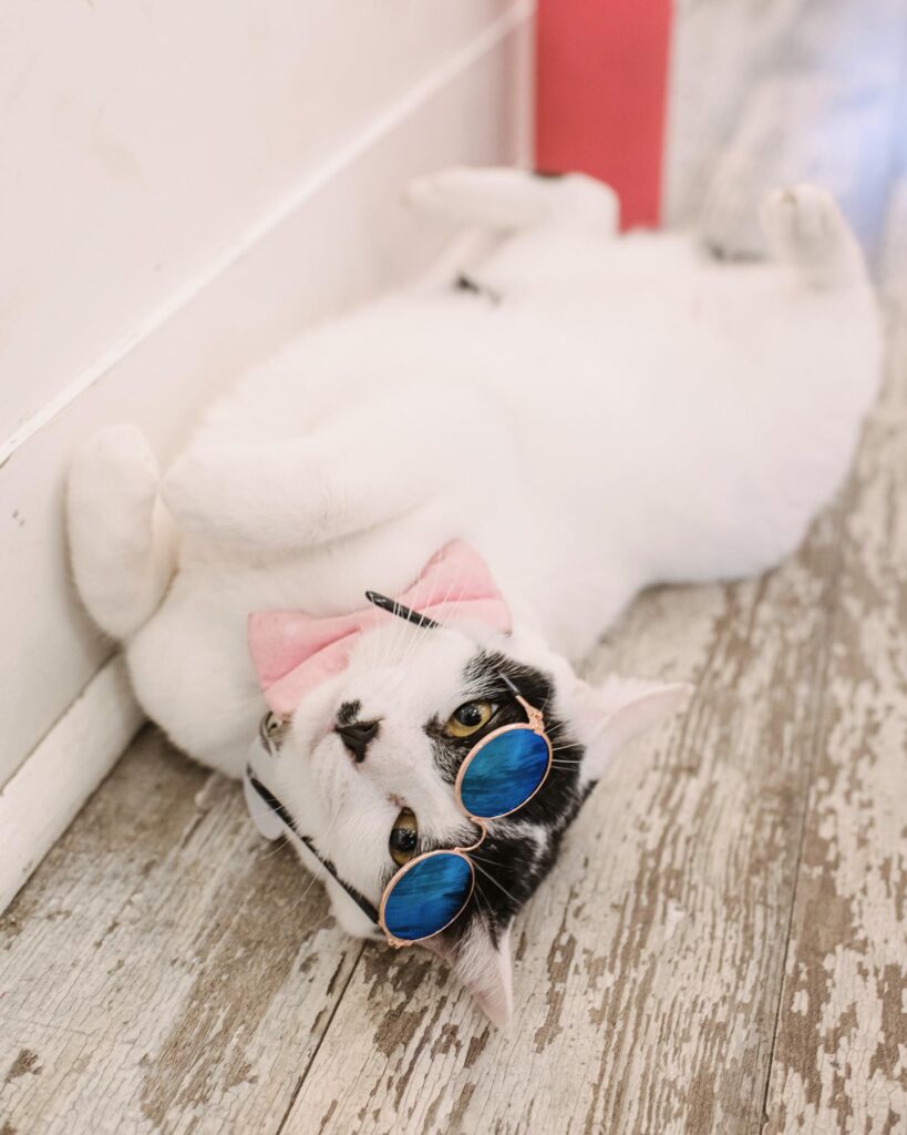 Crumbs & Whiskers Cat Cafe in Los Angeles