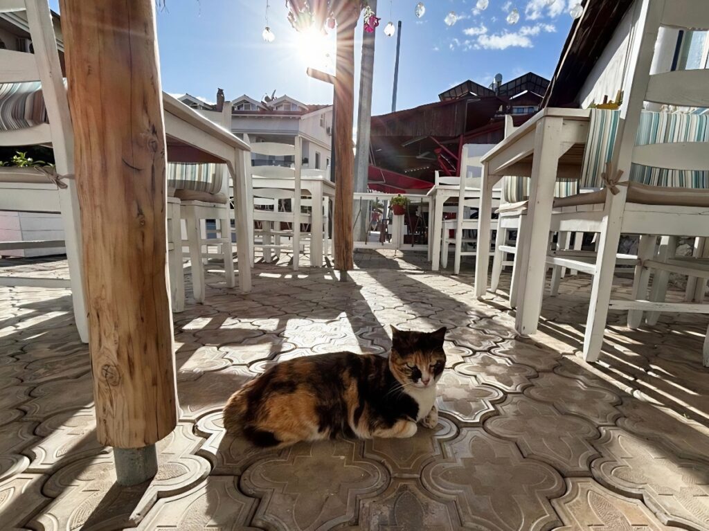 cafe cat in Dalyan