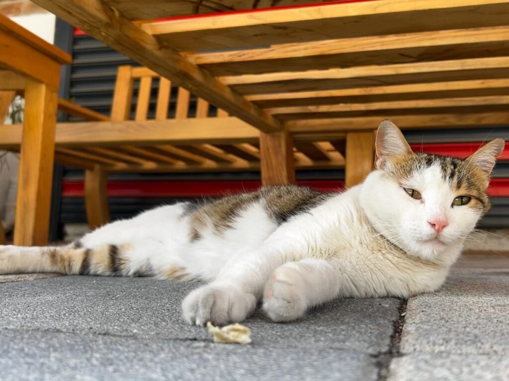Dalyan cat