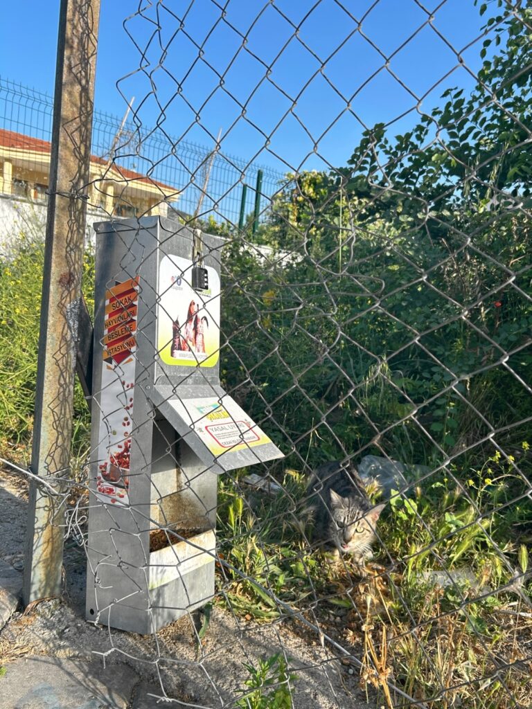 cat feeding station in Dalyan