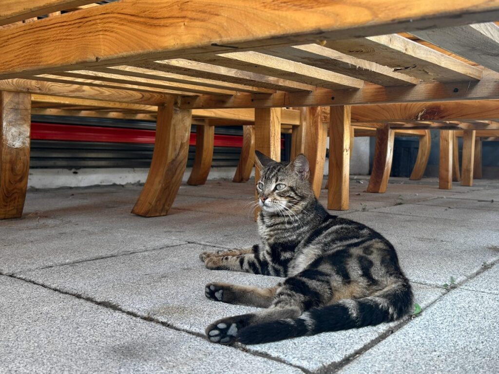 Dalyan cat