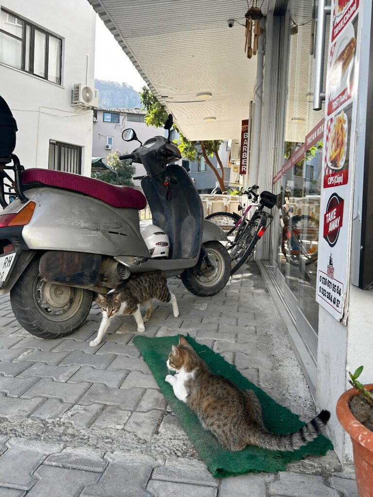 restaurant cats in Dalyan