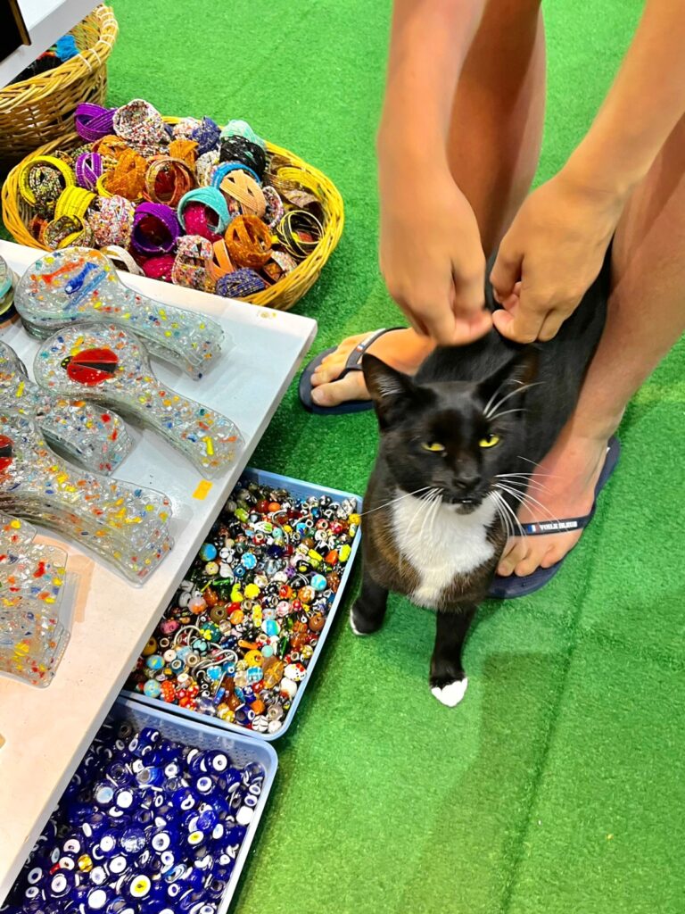 shop cat in Dalyan