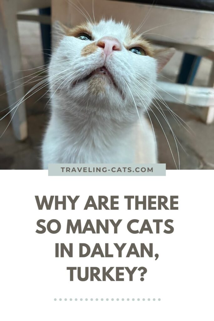 cats of Dalyan Turkey