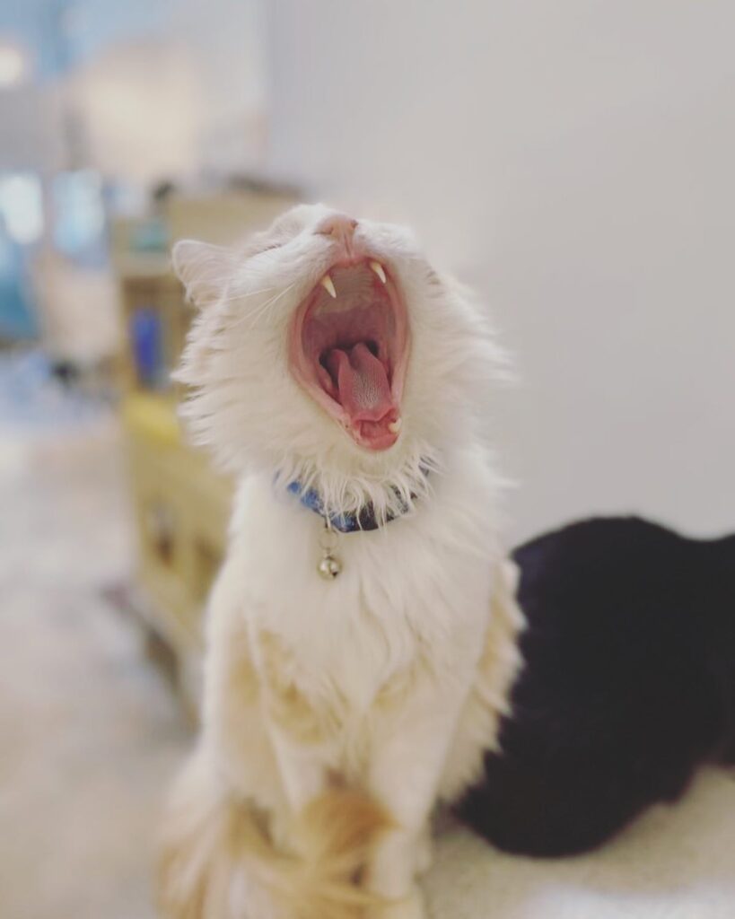 KitTea Cat Cafe in San Francisco