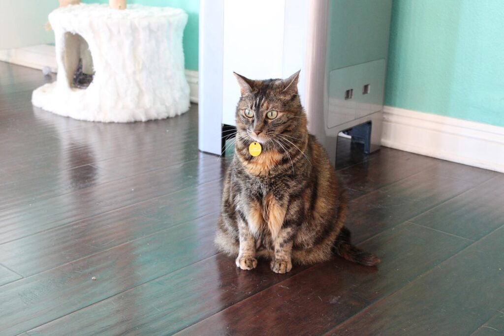 Feline Good Social Club cat cafe in Long Beach