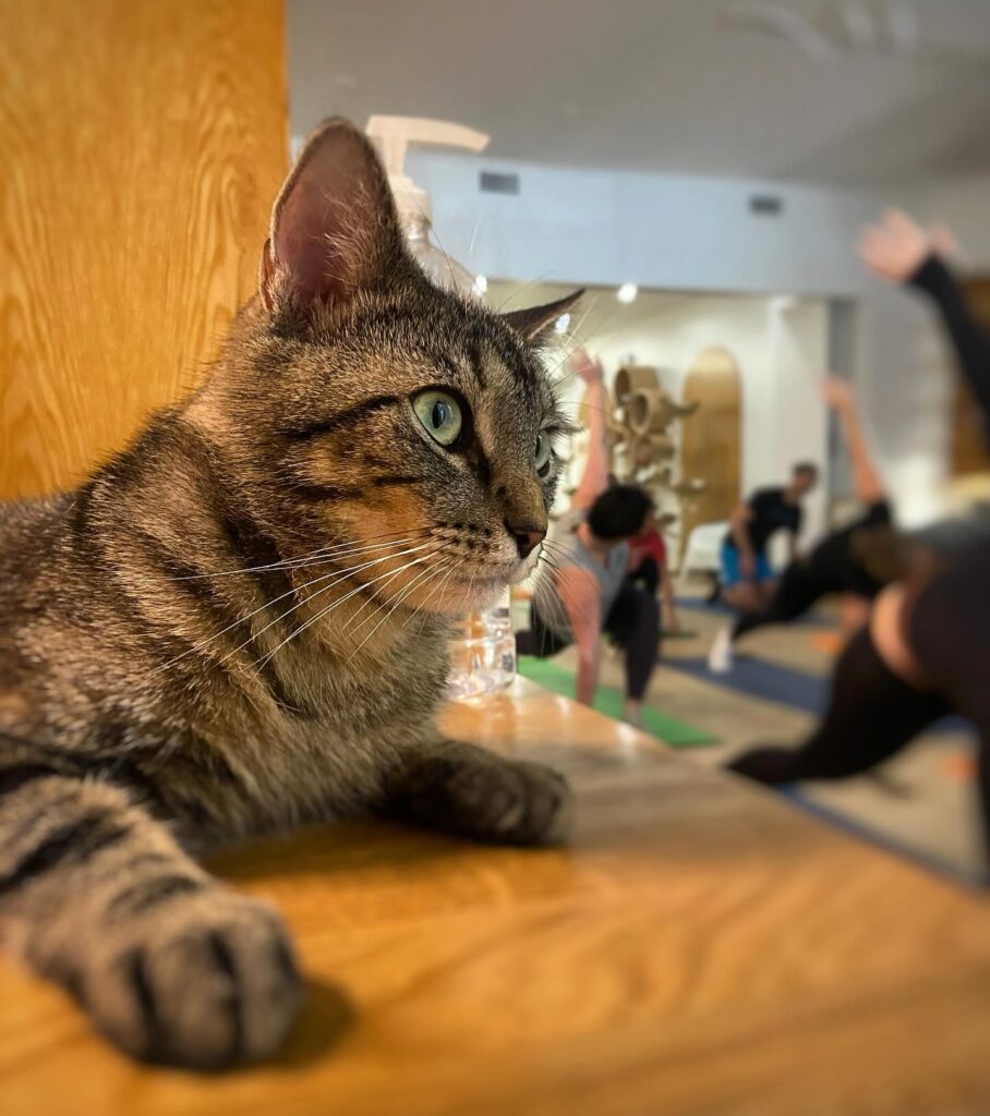 cat yoga at Meow Parlour in New York