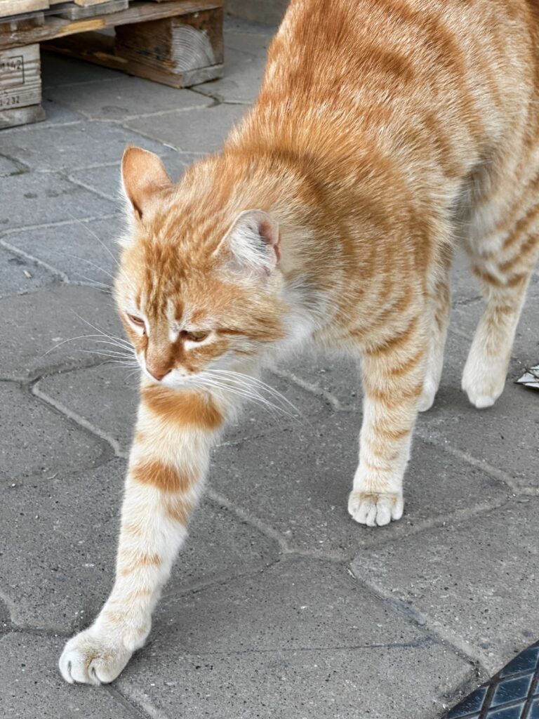 Migros cat in Dalyan