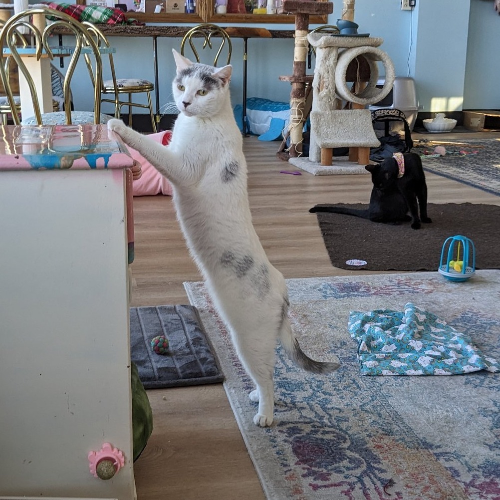 Pawsitivitea CNY Cafe & Cat Lounge in Syracuse