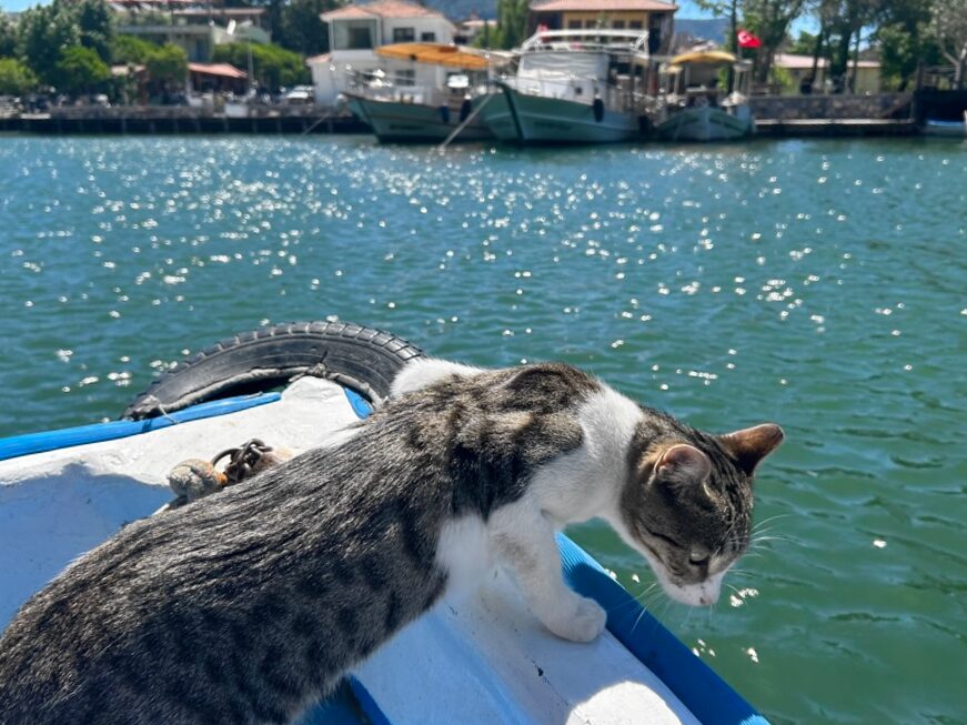 Teddy the cat