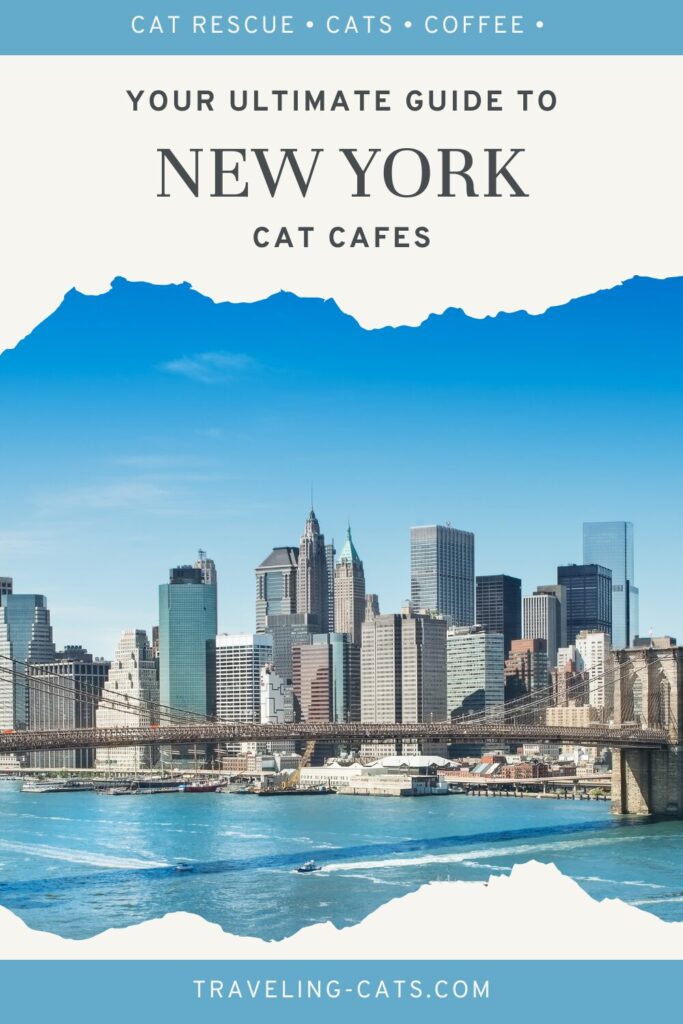 ultimate guide to New York cat cafes