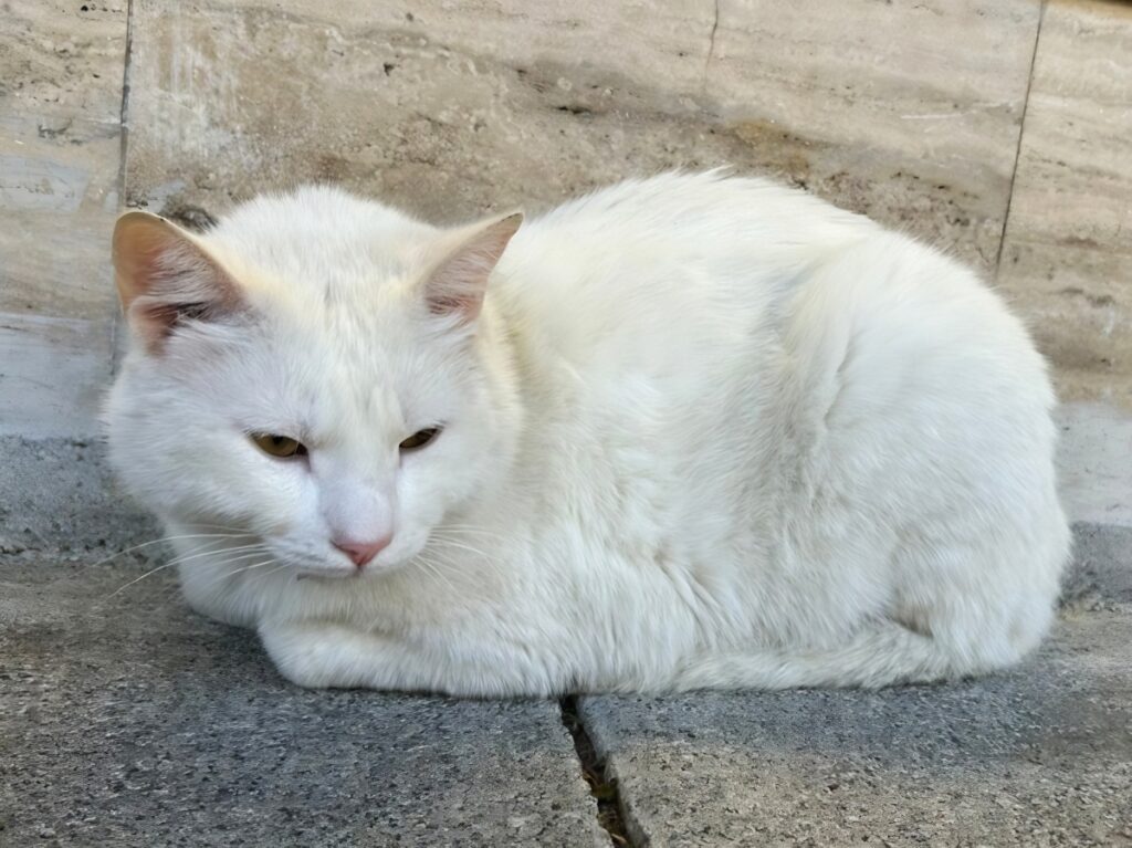 white cat from Turkey