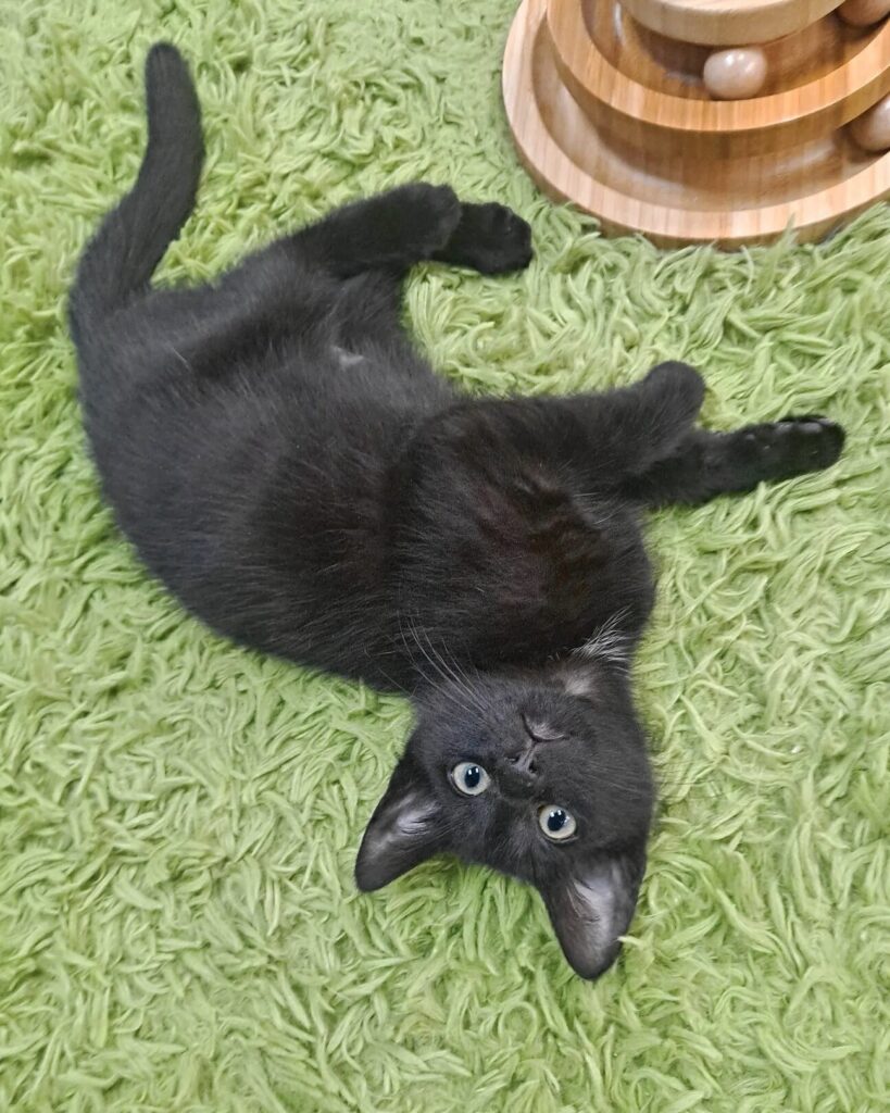 Pawsific Northwest Cat Cafe