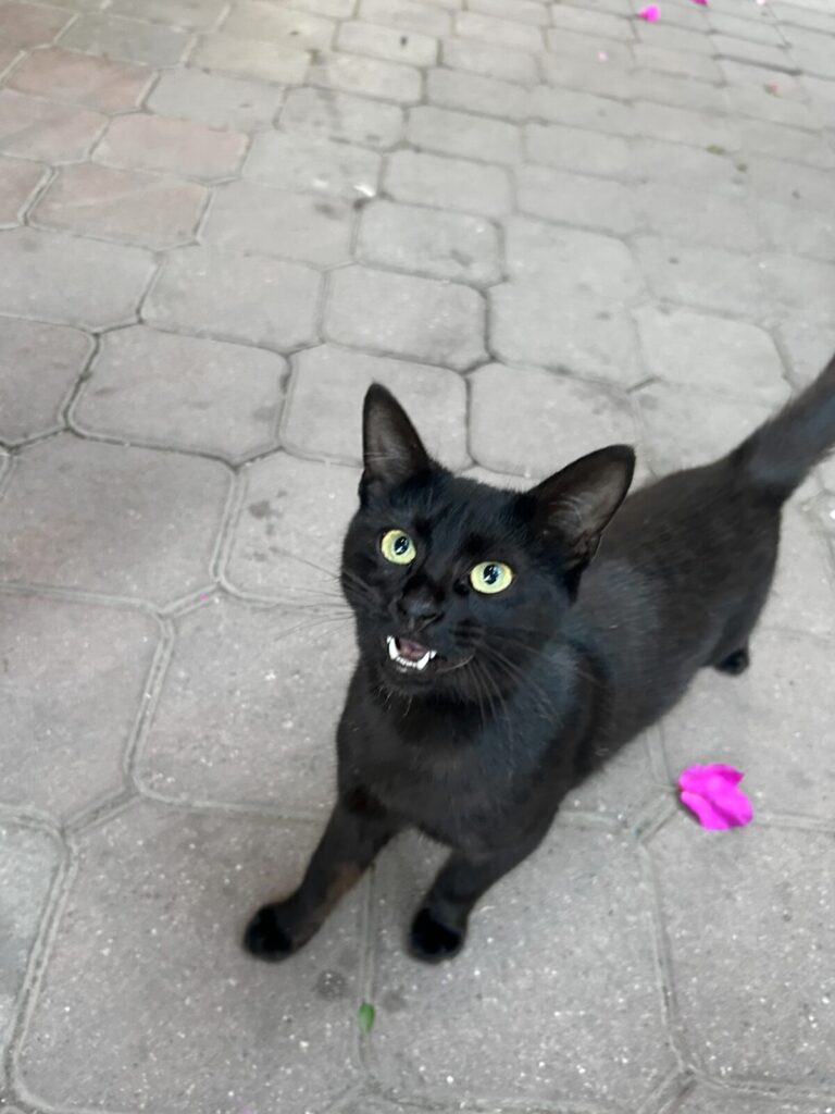 adorable meow