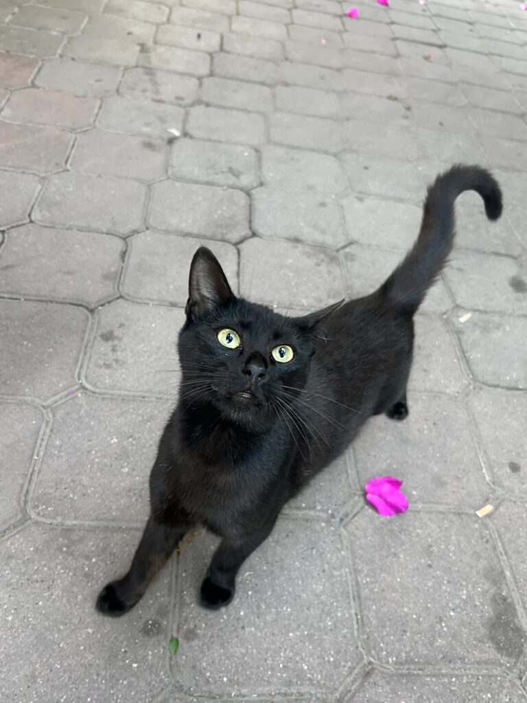 black cat at the Dalyan restaurant Balikçim The Fisherman