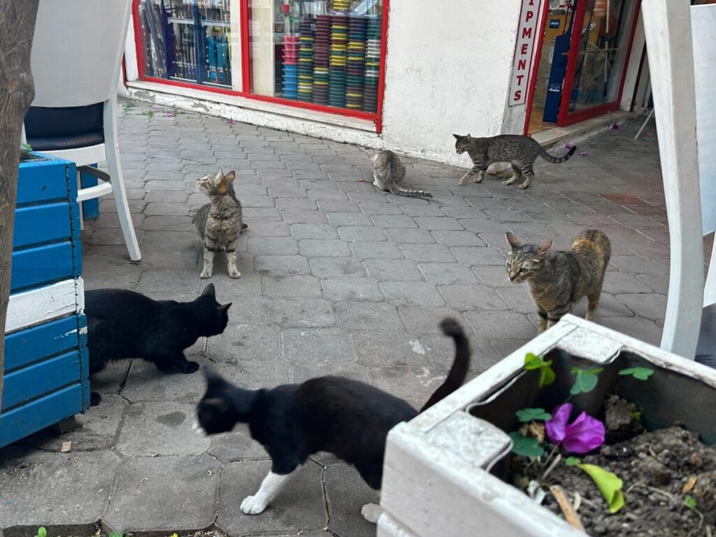 Balikçim cats