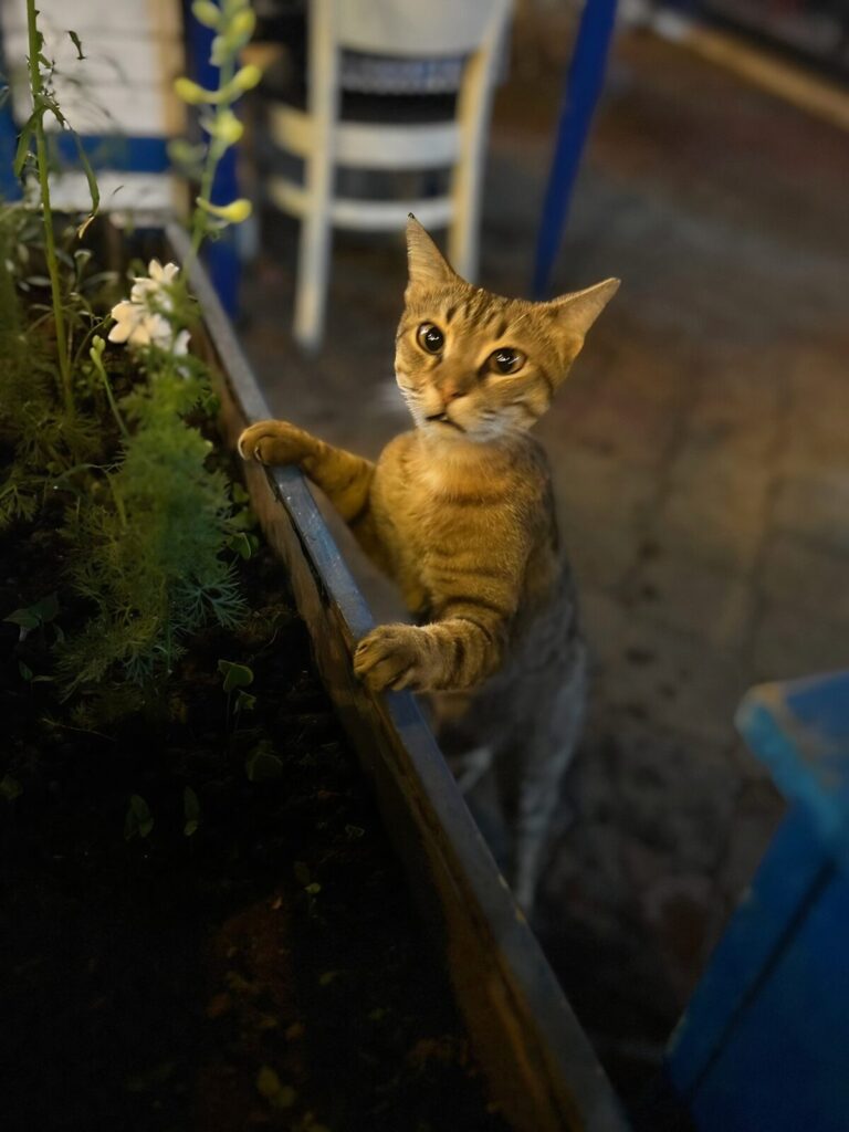 hungry cat at the Dalyan restaurant Balikçim The Fisherman
