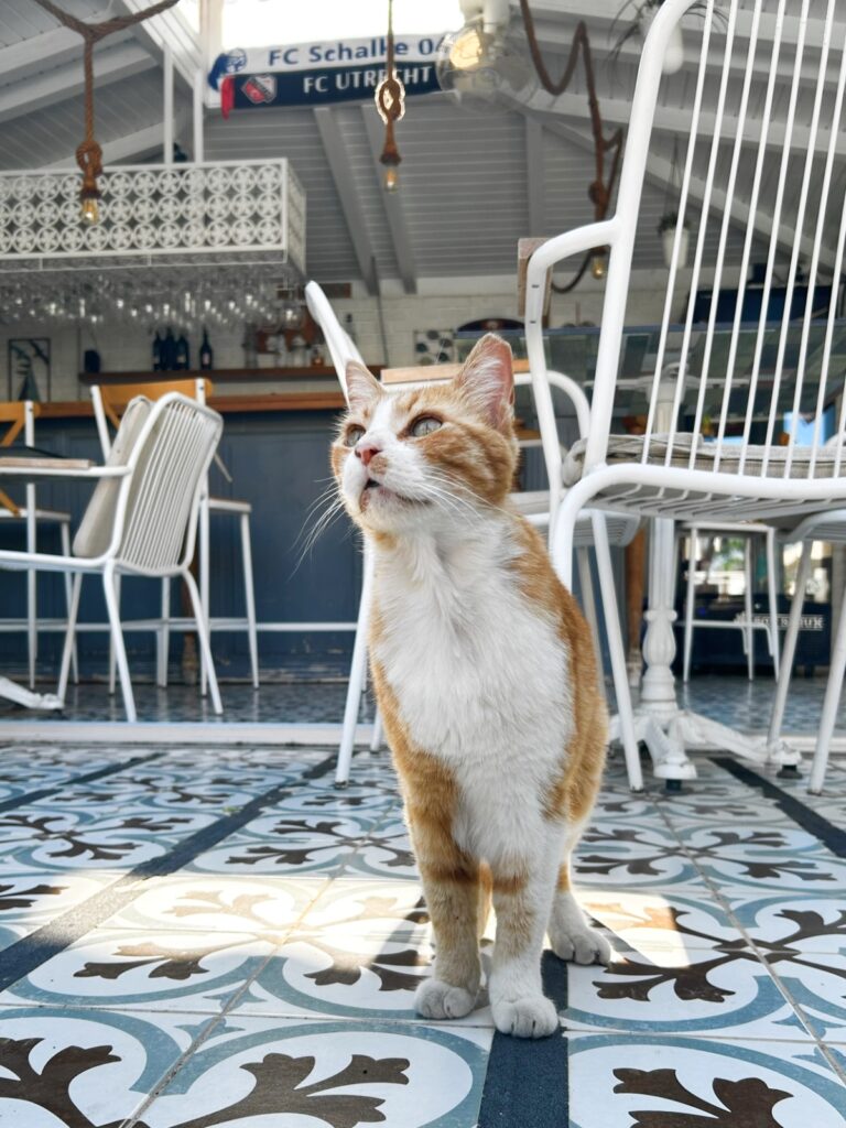 Basar Hotel cat