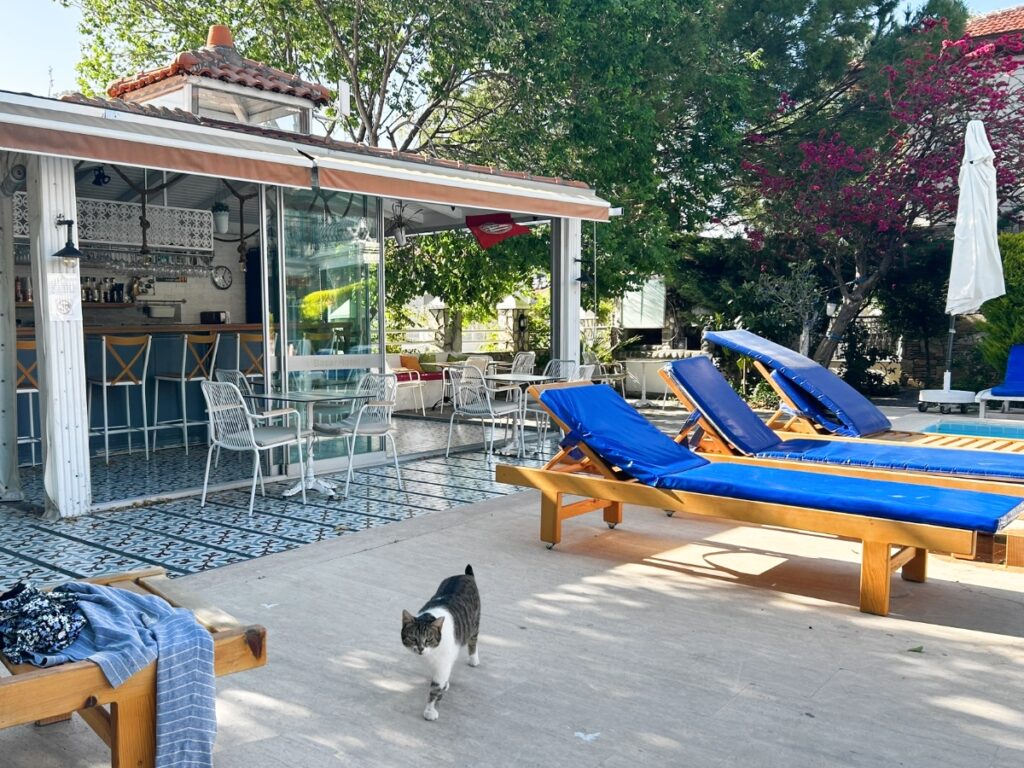 cat at the swimming pool bar of Basar Hotel in Dalyan