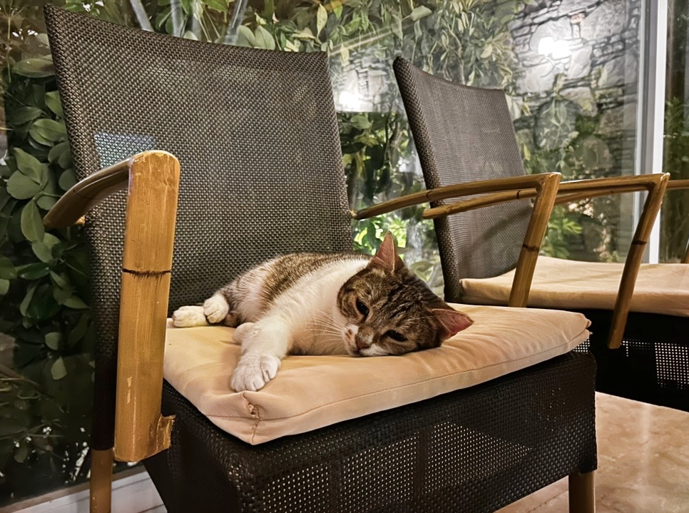 Başar hotel cat