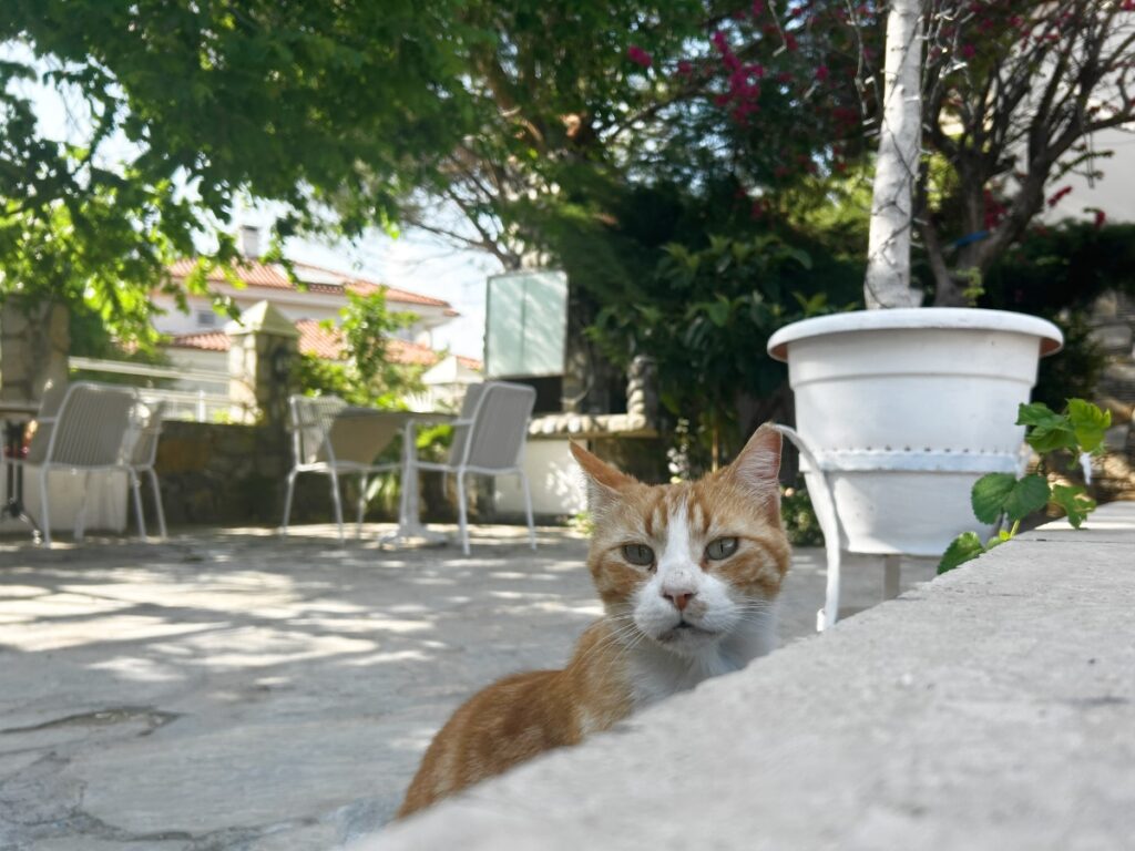 ginger cat from Basar Hotel in Dalyan Turkey