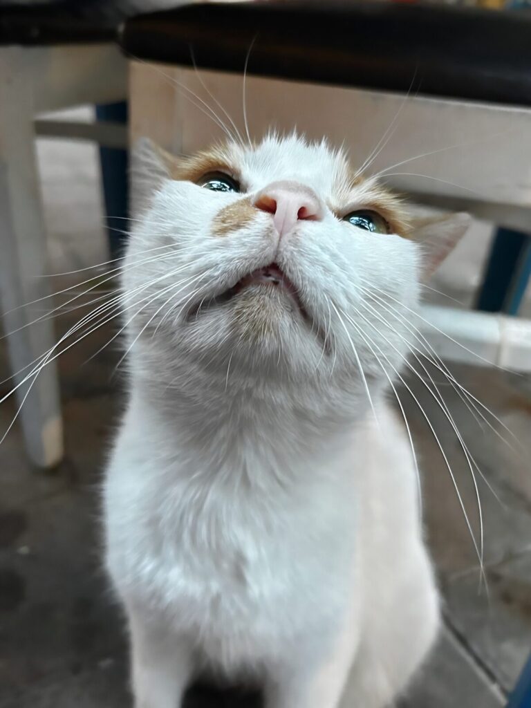 begging cat