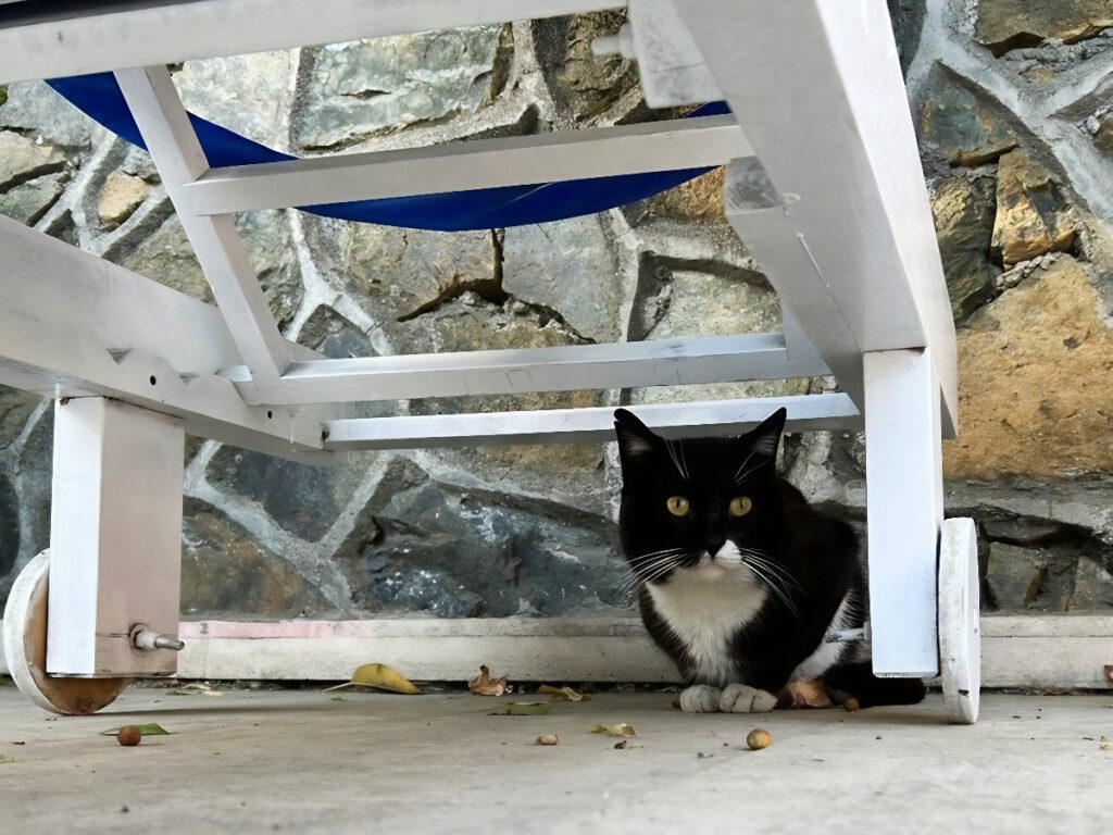 black cat at the Basar Hotel in Dalyan