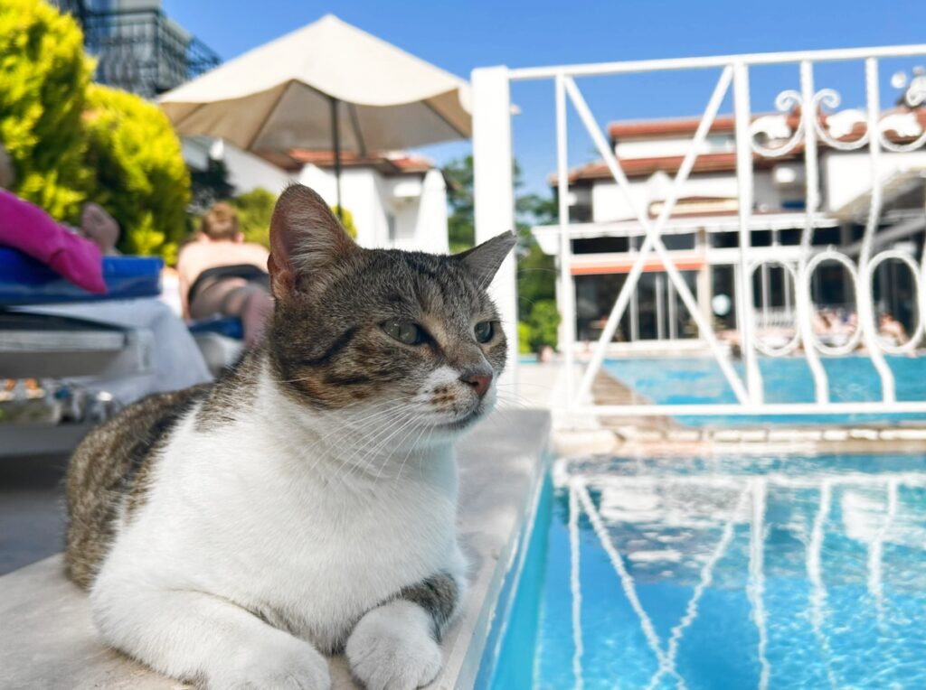 cat lounging near the swimming pool of Basar Hotel in Dalyan