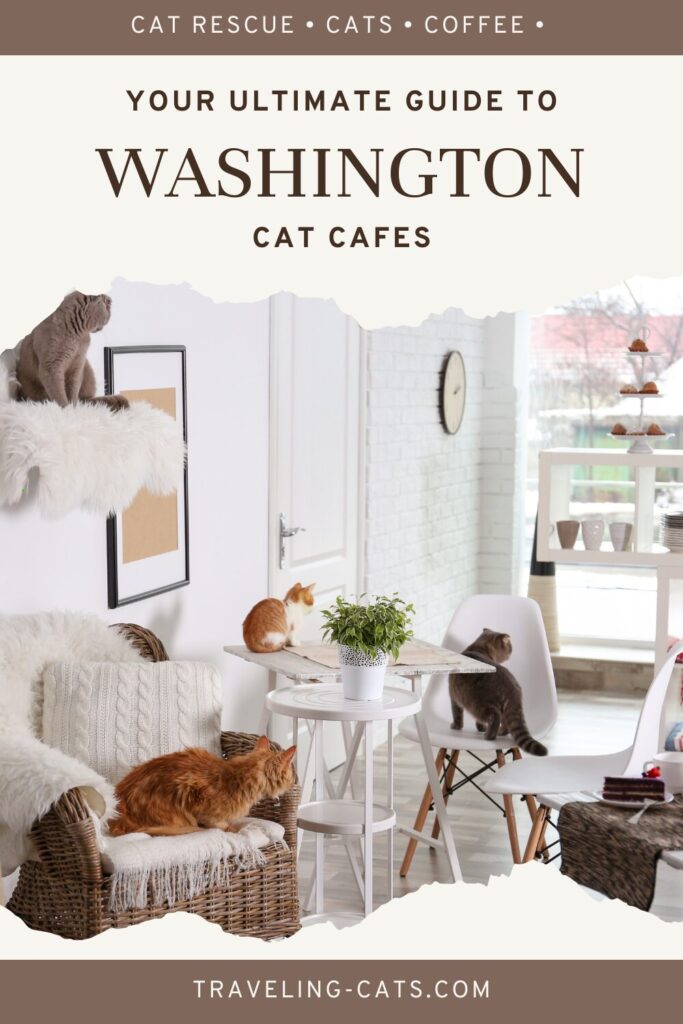 cat cafes in Washington
