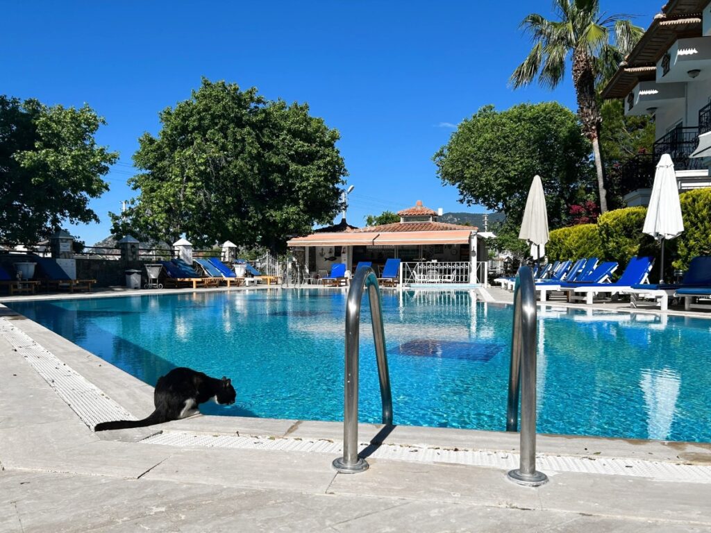 black cat drinking from the swimming pool of Basar Hotel